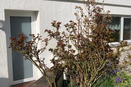 Wohnung Gomaringen - 2 Zimmer, 50 m&sup2;, 600&euro; | Angebot:25945156