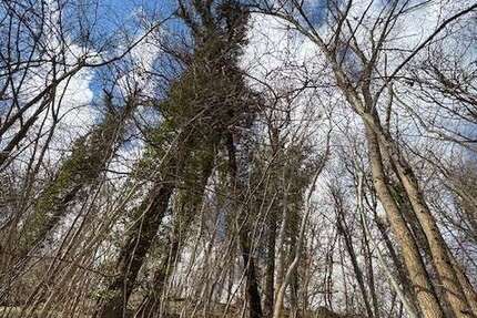 Grundstück Neckartenzlingen - 5.500&euro; | Angebot:25994947